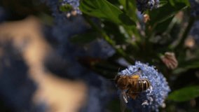 Honey Bee, apis mellifera, Adult in Flight, Flying to Flower with Pollen Baskets, Normandy, Slow motion