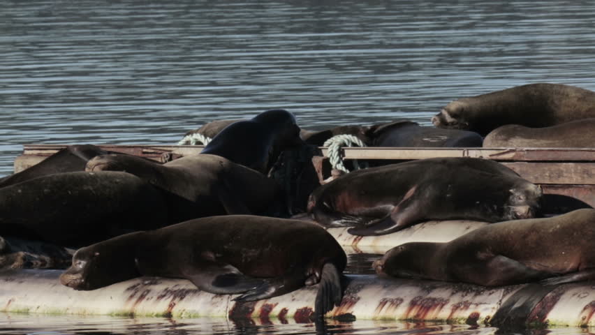 Sea Lions flock 
Beautiful shot of Sea lions flok resting on water pipe in the sea Canada

