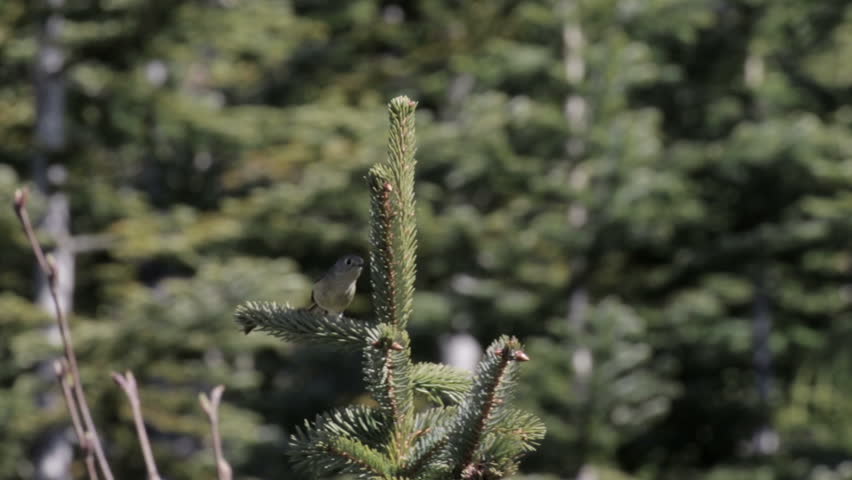 Kinglet bird 
Medium shot of Kinglet bird 
