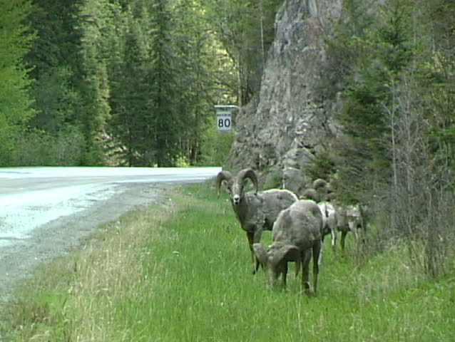 Bighorn sheep near Banff, Canada