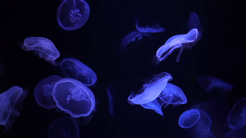 floating Moon jellyfish (Aurelia aurita) in deep blue ocean Royalty-Free Stock Footage #20068432