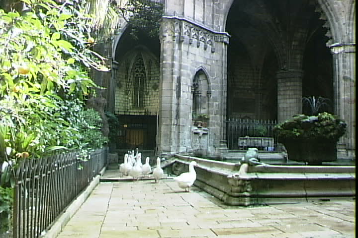 Flock of ducks at the Cathedral of Notre-Dame