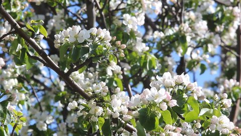 Spring garden, blooming apple tree. Large white flowers on an apple-tree against the bright blue sky.