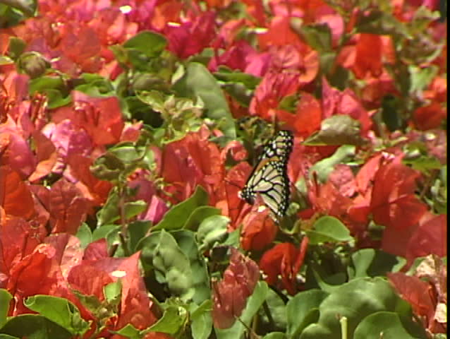 Monarch butterfly on flower