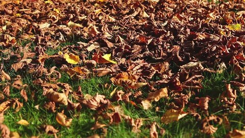 Leaf blower in action, clean up dry leaves from a grass