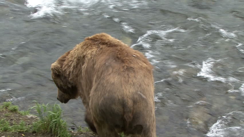 A Brown Bear moves by bushes as he moves upstream at Brook Falls in Alaska.