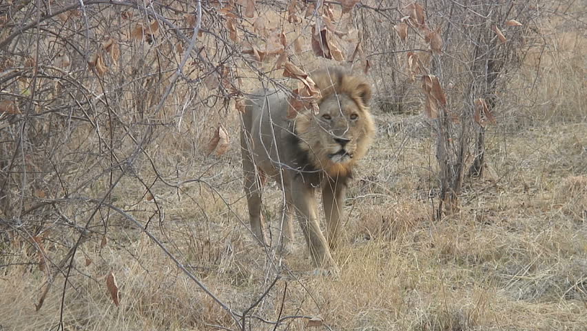 A lone male lion walks in Botswana, Africa.