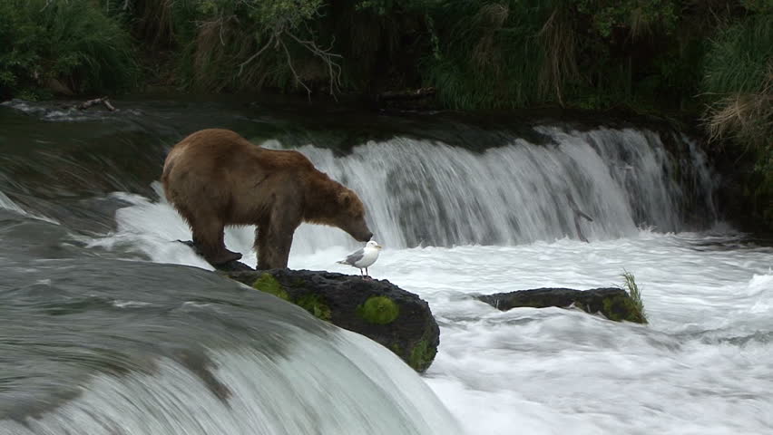 A Brown Bear moves off a rock to assume his fishing position at Brook Falls in