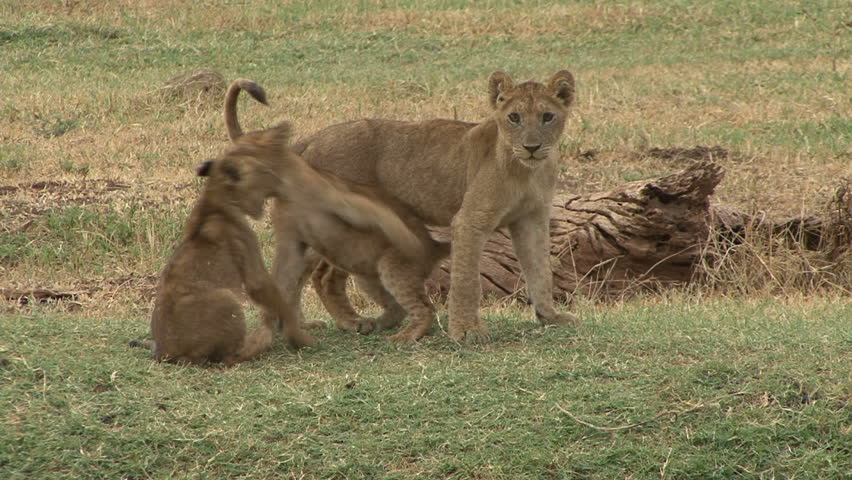 Lion cubs at play in Tanzania, Africa.