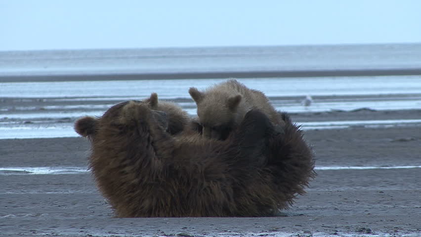 A Brown Bear nurses her young by the Cook Inlet as another bear passes by. Lake