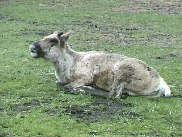 Caribou