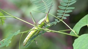 A grasshopper eating a leaf in the jungle, filmed in 4k video.
