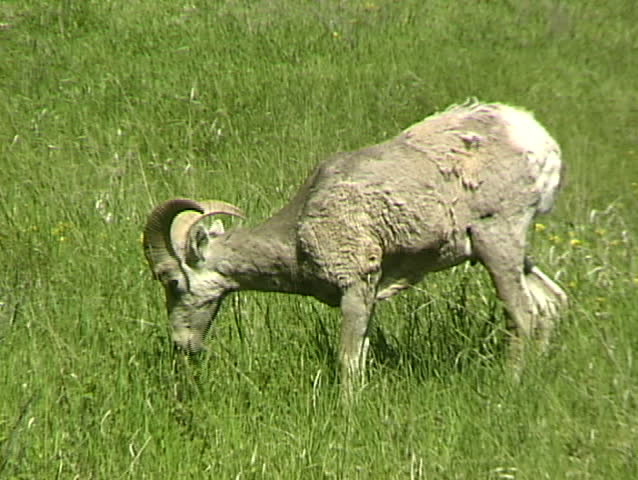 Bighorn sheep