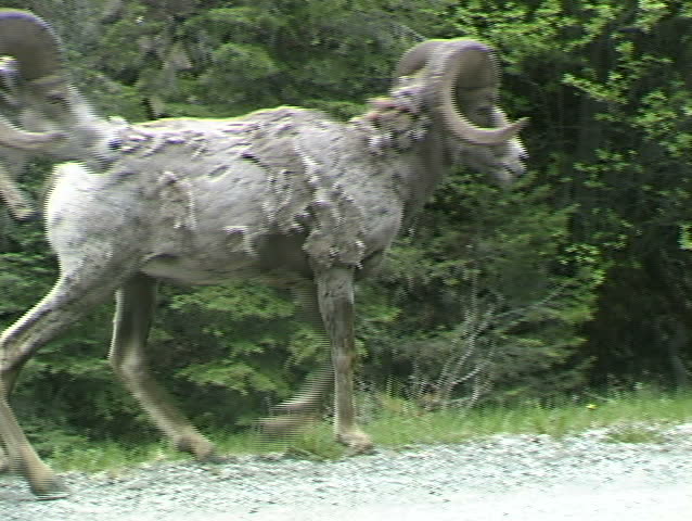 Bighorn sheep