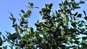 Aronia melanocarpa, or black chokeberry on blue sky background