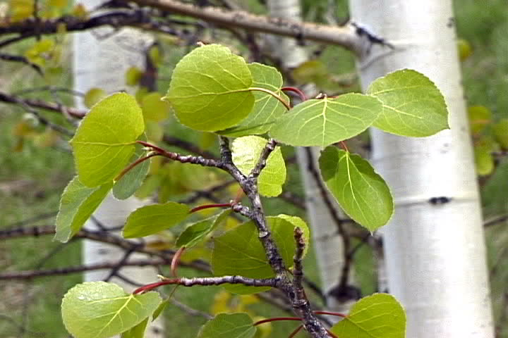 Aspen leaves
