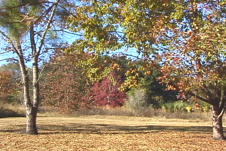 Trees in Autumn