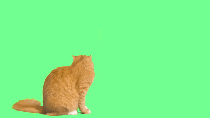 Ginger cat looks down on green screen | Shutterstock HD Video #20087617