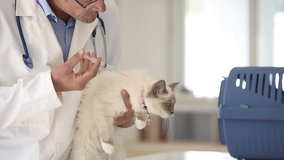 Veterinary injecting vaccine to cat
