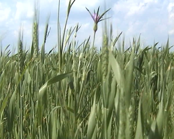 Summer field nature background.