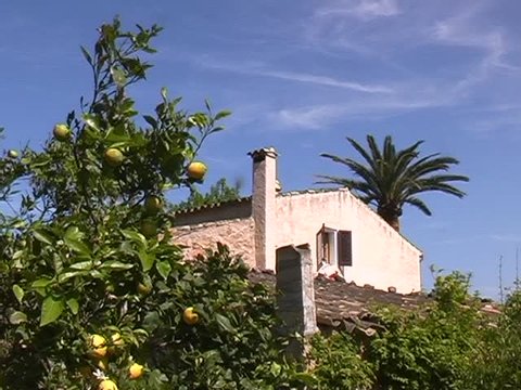 Farmhouse and Lemontree, Mallorca