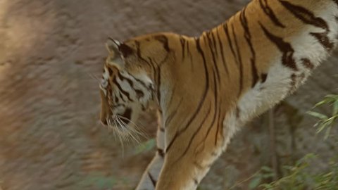 Tiger Running Stock Video Footage 4k And Hd Video Clips