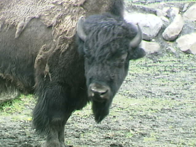 Bison