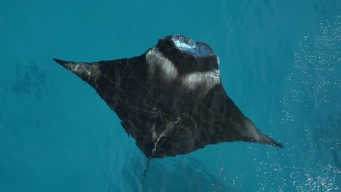 AERIAL CLOSE UP: Flying above beautiful big manta ray swimming below the surface in crystal clear deep blue tropical ocean. Large fish with big open mouths eating zooplankton as it swims in open water