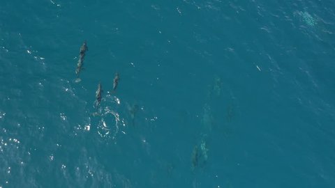 AERIAL, CLOSE UP: Cute, adorable dolphins swimming in pod in amazing blue ocean, enjoying freedom and playing with each other. Dolphin family diving in crystal clear sea on amazing sunny summer day