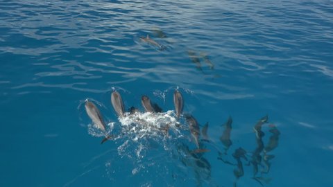 AERIAL, CLOSE UP: Amazing wild dolphins swimming in pod in amazing blue ocean, enjoying freedom and playing with each other. Wild dolphin family diving in crystal clear sea on amazing sunny summer day