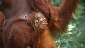 Adorable baby orangutan holds on to its mother with one hand while eating an orange with the other at the zoo.