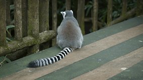 Mature. ring-tailed lemur. with its typical long. striped tail. sitting on a wooden deck at a popular public zoo.