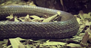 Single coil of a large. brown snake's body. with overlapping scales. lying on the dry leaves in the bottom of his cage.