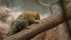 Adorable. adult pygmy marmoset. with its mottled fur and prehensile tail. on a branch in his habitat enclosure at a public zoo.