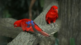 Pair of beautiful red lorikeets. with their boldly colored plumage. perched on a branch in the aviary at a public zoo.