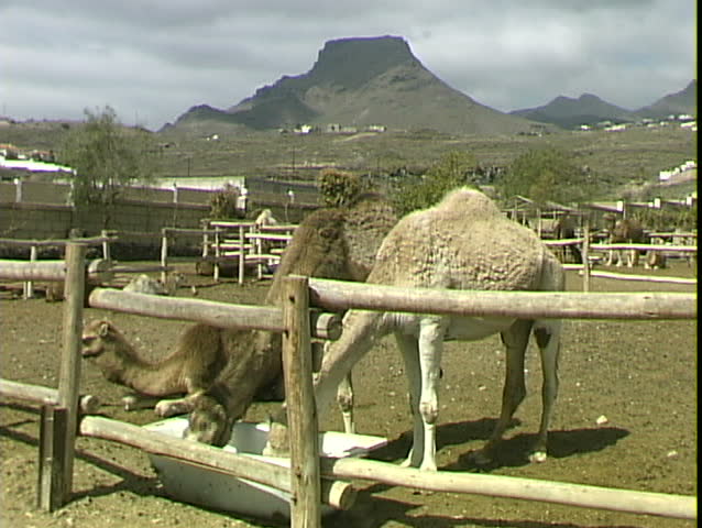 Camel Ranch