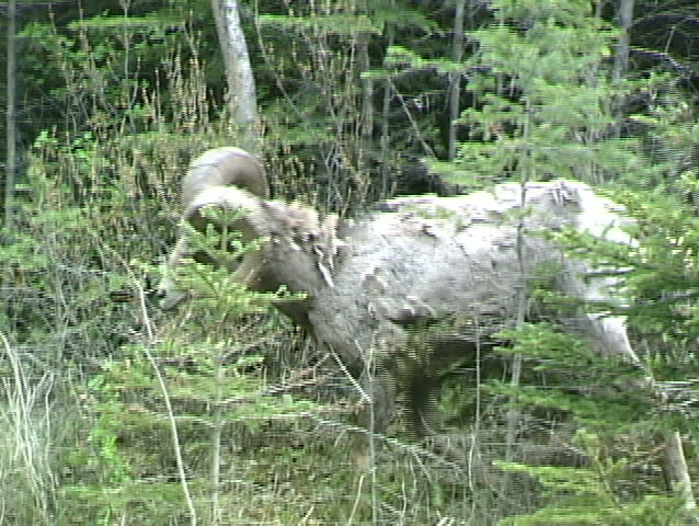 Bighorn sheep