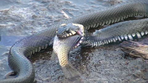 snake eating fish

