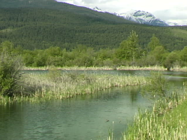 Columbia River Wetlands 