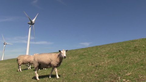 Sheep walking on a dike with wind turbines in the background producing alternative energy