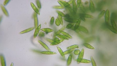 Motion of single-celled protozoa (Euglena) under microscope