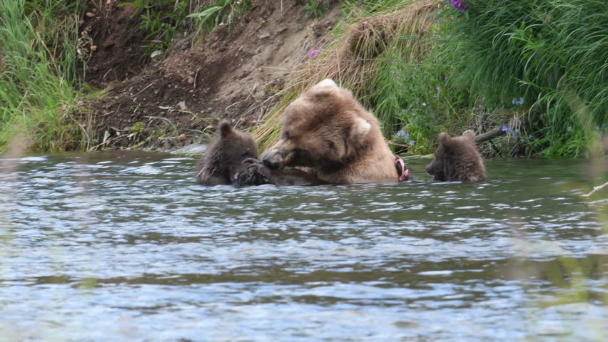 An Alaskan brown bear sow and its cubs feeding on salmon in the Brooks River in Katmai National Park, Alaska