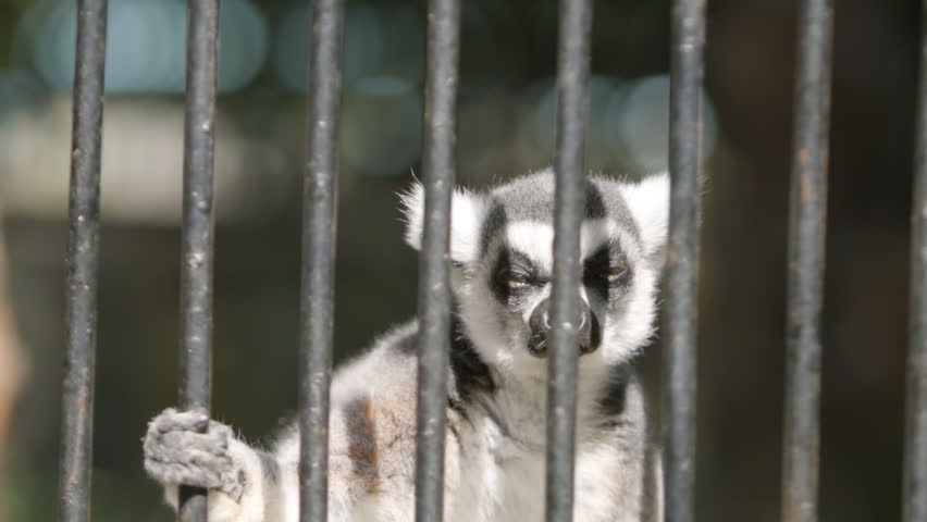 SLOW MOTION: Portrait of an angry lemur