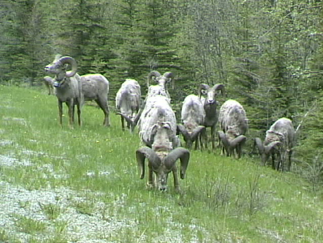 Bighorn sheep