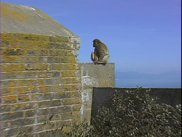 Ape on wall