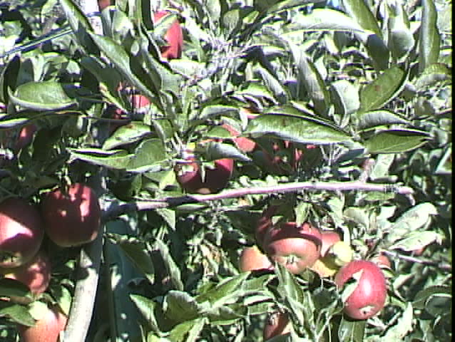 View of apples on tree
