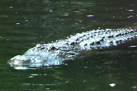 Alligator swimming in water
