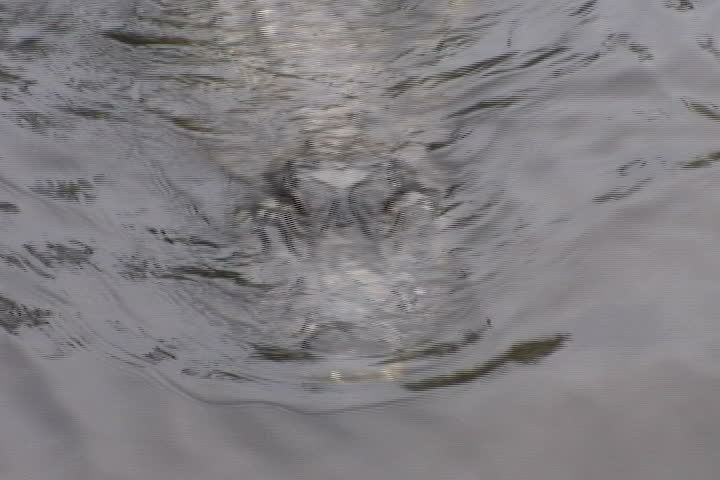 Alligator swimming in water
