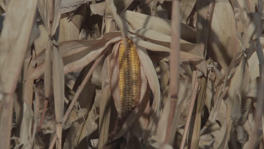 Corn Cob in a Cornfield