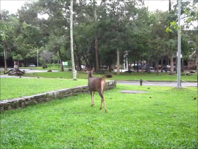 A deer in the national park.